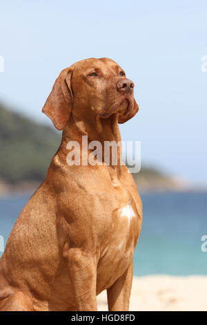 dog Magyar Vizsla / Hungarian Pointer shorthaired  adult portrait Stock Photo