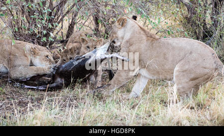 Lions (Panthera Leo) Feeding Stock Photo