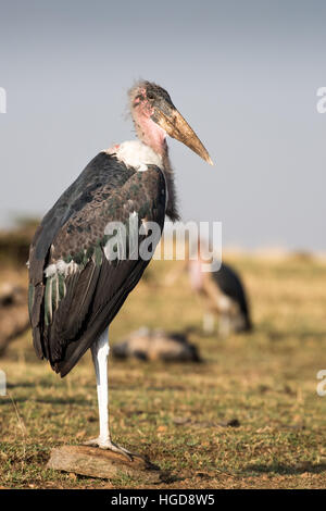 Marabou Stork (Leptoptilos crumeniferus) Stock Photo