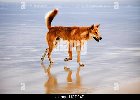 Lonely brown coloured dingo wolf - god on sandy beach of isolated national park in Australian Queensland - Fraser island. Wild and free native austral Stock Photo