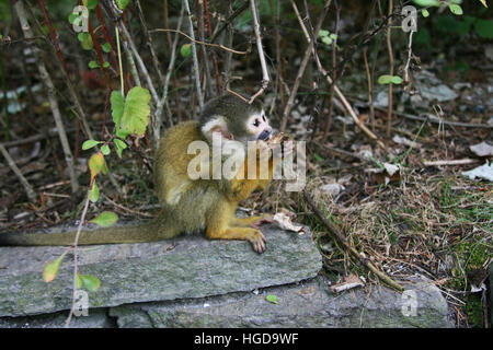 A young black-capped squirrel monkey sitting on a rock (Saimirinae Saimiri boliviensis). Stock Photo