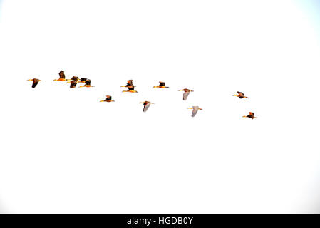 Lesser whistling, duck, Dendrocygna javanica, Group flying, Thailand, Stock Photo