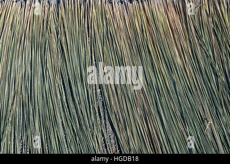 Thailand, Patthalung, Tale Noi, Drying of grey rushes or sedges, Lepirona articulata, Stock Photo