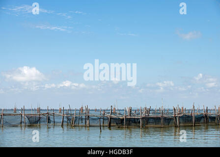 Thailand, Songkhla, Koh Yo, Aquacultural farm, Freshwater fish farming Stock Photo