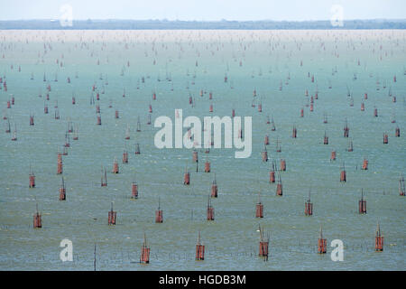 Thailand, Songkhla, Koh Yo, Aquacultural farm, Field of bow nets Stock Photo