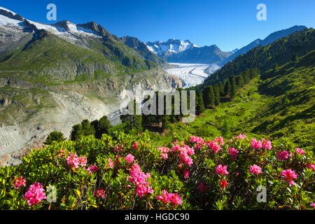 Wannenhörner and Aletsch glacier with Alpine roses, Valais, Switzerland Stock Photo