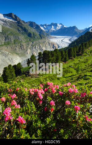 Wannenhörner and Aletsch glacier with Alpine roses, Valais, Switzerland Stock Photo