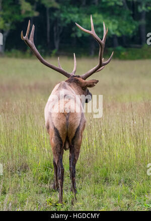 Bull Elk From Behind Medium in late summer field Stock Photo