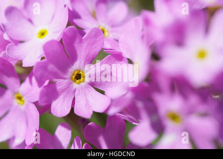 Hallers primrose, Primula halleri, Switzerland Stock Photo