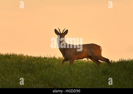 Roe deer in the field Stock Photo