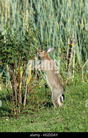 Wild rabbits Stock Photo