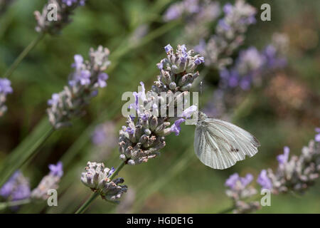 Green-veined White, Pieris napi Single adult feeding on Lavender flowers Essex, UK Stock Photo
