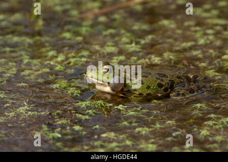 Marsh Frog, Rana ridibunda,  Single adult calling. Rainham Marshes, Essex, UK. Stock Photo