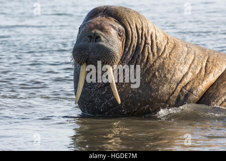 Spitsbergen, walrus Stock Photo