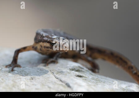 Close-up of a smooth newt, also known as the common newt (Lissotriton vulgaris; formerly Triturus vulgaris) walking on a rock. Stock Photo