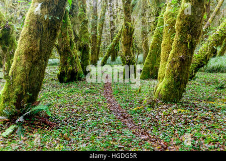 WA11971-00...WASHINGTON - Sams River Trail in the Queets Valley of Olympic National Park. Stock Photo