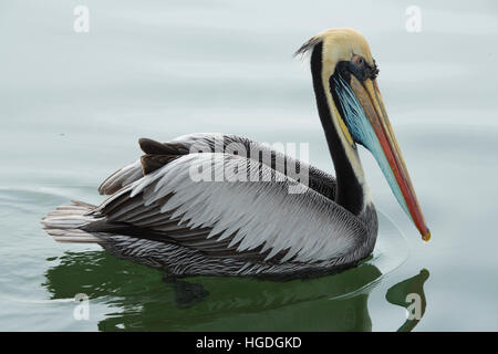 Pelican on Ballestas islands Stock Photo