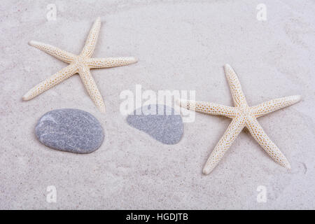 White starfishes and two shells on a greay sand Stock Photo