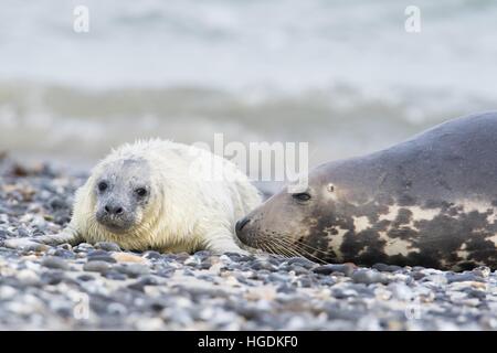 Grey seal, also Atlantic or horsehead seal (Halichoerus grypus) with pup, Heligoland, Schleswig-Holstein, Germany Stock Photo