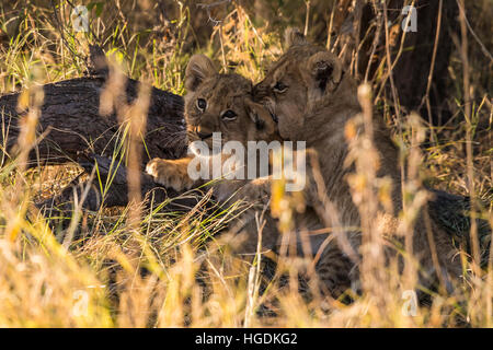 Lion cubs (Panthera leo) playing, Chobe National Park, Botswana Stock Photo