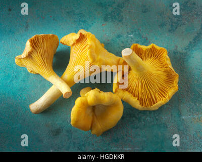Chanterelle or girolle mushrooms (Cantharellus cibarius) Stock Photo