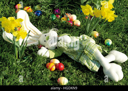 Stuffed Easter bunny laying in a flower meadow with daffodils, resting Stock Photo