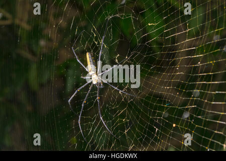 Golden Silk Orb-Weavers (Nephila), hanging in its spider web, Pame, Kaski District, Nepal Stock Photo