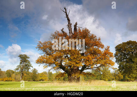 650 year old oak tree with autumn colors, Middle Elbe Biosphere Reserve, Dessau, Saxony-Anhalt, Germany Stock Photo