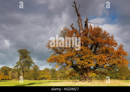 650 year old oak tree with autumn colors, Middle Elbe Biosphere Reserve, Dessau, Saxony-Anhalt, Germany Stock Photo