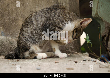 Domestic thai cat rubbed face in house at Phatthalung, Thailand Stock Photo