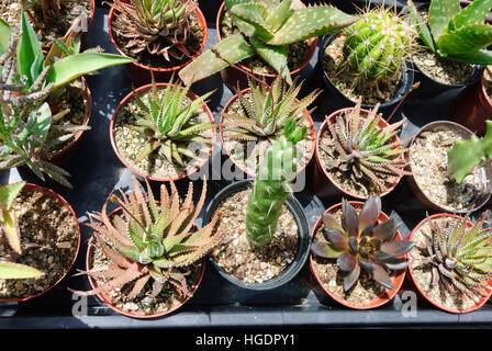 : Cacti in flowerpots, , , Austria Stock Photo