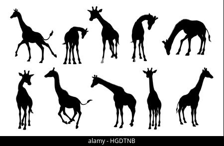 A giraffe animal silhouette set Stock Photo