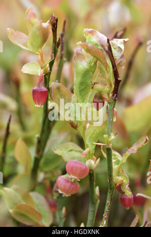 Bilberry (Vaccinium myrtillus), Ericaceae Stock Photo - Alamy