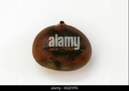 roasted chestnut on white background Stock Photo
