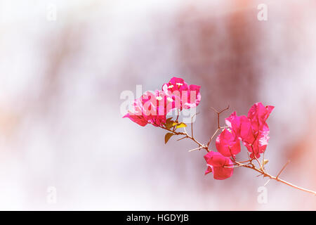 Pink bougainvillea flowers in sunlight, filtered to look aged and faded and with intentional light leaks. Space for your text. Stock Photo