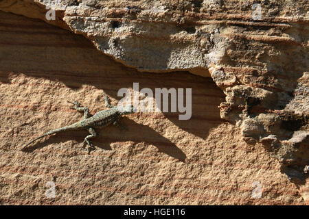 Lizard species on sandstone rock Dinosaur National Monument Utah fossil  sedimentary Stock Photo