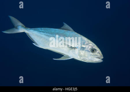 Red Sea, Egypt. 4th Nov, 2016. Greater amberjack or Allied kingfish (Seriola dumerili) on blue background, Red sea, Sharm El Sheikh, Sinai Peninsula, Egypt © Andrey Nekrasov/ZUMA Wire/ZUMAPRESS.com/Alamy Live News Stock Photo