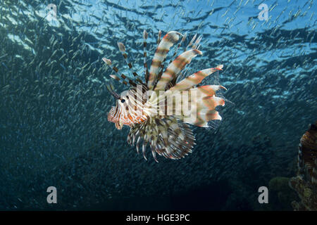 Red Sea, Egypt. 7th Nov, 2016. Sunset hunting Red lionfish (Pterois volitans) on a huge school of fish Hardyhead Silverside (Atherinomorus lacunosus), Red sea, Dahab, Sinai Peninsula, Egypt © Andrey Nekrasov/ZUMA Wire/ZUMAPRESS.com/Alamy Live News Stock Photo