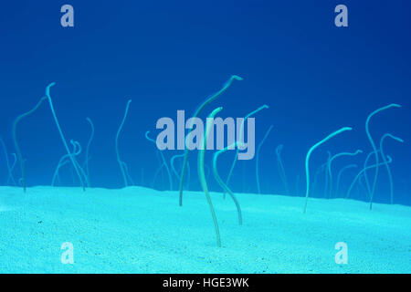 Red Sea, Egypt. 9th Nov, 2016. Group of Red Sea garden eels, Indo-Pacific garden eel or Spotted Garden Eel (Gorgasia sillneri) feed on plankton floating by them leaning out of the sandy bottom, Eel Garden, Red sea, Dahab, Sinai Peninsula, Egypt © Andrey Nekrasov/ZUMA Wire/ZUMAPRESS.com/Alamy Live News Stock Photo