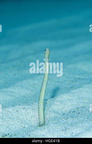 Red Sea, Egypt. 9th Nov, 2016. Red Sea garden eels, Indo-Pacific garden eel or Spotted Garden Eel (Gorgasia sillneri) leaning out of the sandy bottom, Eel Garden, Red sea, Dahab, Sinai Peninsula, Egypt © Andrey Nekrasov/ZUMA Wire/ZUMAPRESS.com/Alamy Live News Stock Photo