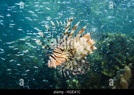 Red Sea, Egypt. 7th Nov, 2016. Sunset hunting Red lionfish (Pterois volitans) on a huge school of fish Hardyhead Silverside (Atherinomorus lacunosus), Red sea, Dahab, Sinai Peninsula, Egypt © Andrey Nekrasov/ZUMA Wire/ZUMAPRESS.com/Alamy Live News Stock Photo