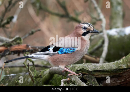 Eurasian jay sitting on a branch in its habitat Stock Photo