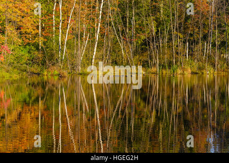 Wisconsin pond with mallard ducks surrounded by colorful autumn trees. Stock Photo