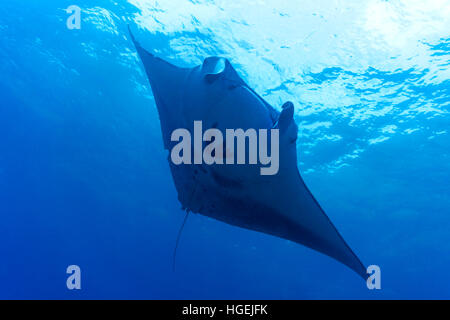 A manta ray swimming in blue waters outside Bali Indonesia Stock Photo