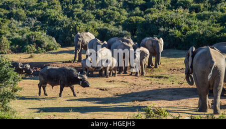 African Buffalos must approach a watering hole carefully if they want to drink when there are Elephants using it Stock Photo