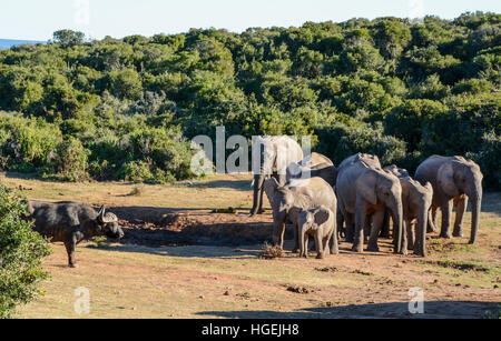African Buffalos must approach a watering hole carefully if they want to drink when there are Elephants using it Stock Photo