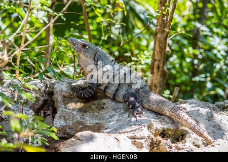 Male Black iguana (Ctenosaura similis) resting on a rock. Stock Photo