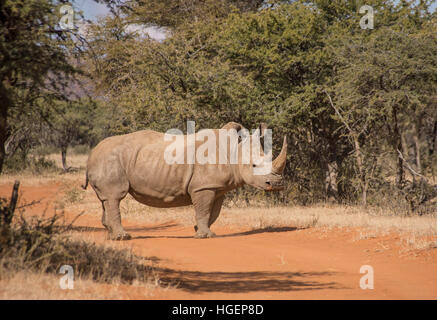 White Rhinoceros crossing road in Southern African savanna Stock Photo