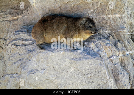 A rock hyrax (Procavia capensis) also known as Cape hyrax or Dassie , in the Stony Point Nature Reserve , Betty’s Bay . Stock Photo