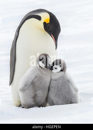 Two Emperor Penguin chicks cuddled-up in front of an adult Stock Photo